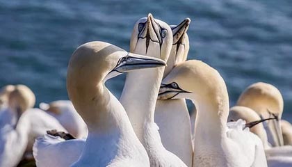 Leyu Sports (乐鱼体育)-男子篮球季后赛战况激烈，冠军悬念持续升温，男篮季后赛2021