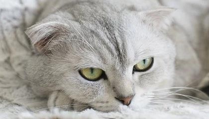 乐鱼（LEYU）体育-特色战术：各队独门绝技一网打尽，特种部队战术队形