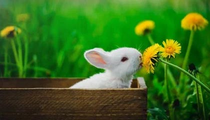 乐鱼（LEYU）体育-特色战术：各队独门绝技一网打尽，特种部队战术队形